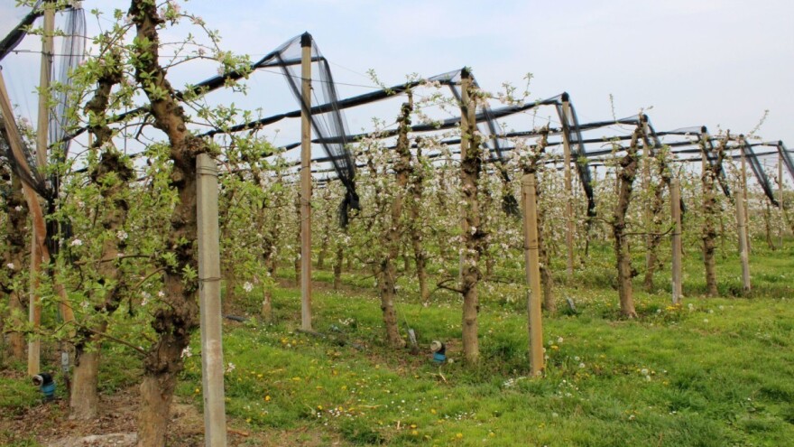 Smjena kiše i sunca pogoduje razvoju bolesti, obilazite redovno usjeve!