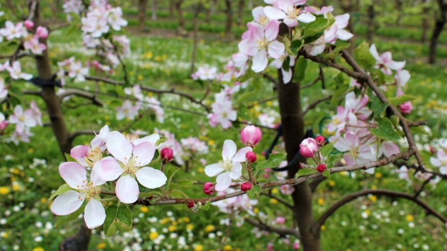 Utjecaj raznih faktora na diferencijaciju cvjetnih pupova kod jabuke