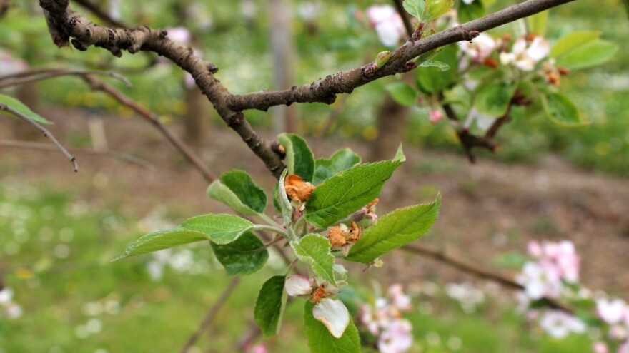 Razvedravanje nas očekuje u nedjelju, početkom iduće sedmice i do 29°C
