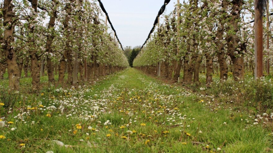 Voćarska zadruga Jabuka: Na vrijeme smo prepoznali snagu udruživanja