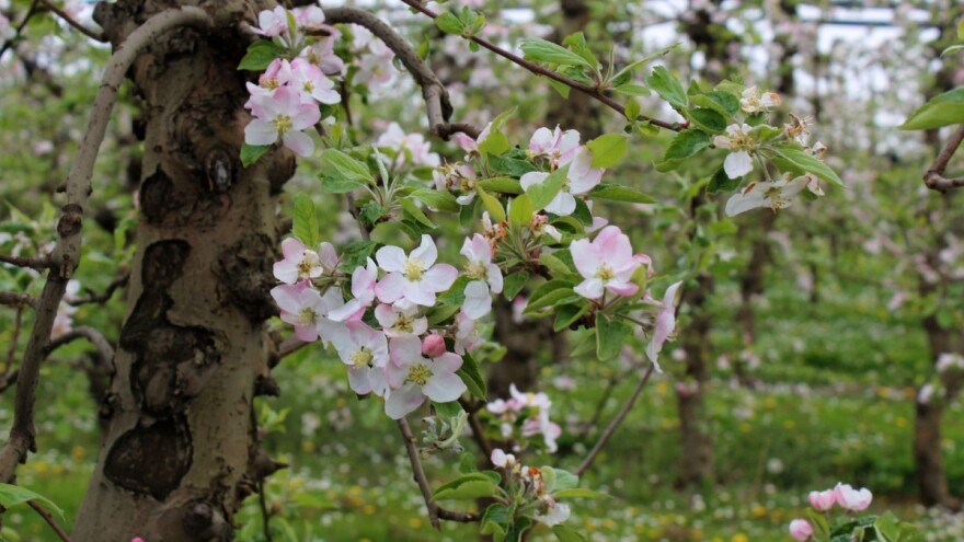 Oblačno do nedelje: jabuka osetljva na infekcije