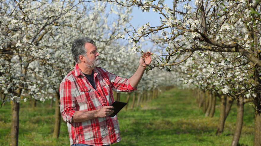 Vlaga pogoduje razvoju bolesti, zaštitite voćke