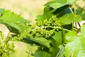 Bayer savjeti za vinogradare 23.-29.5.2016.