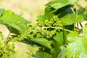 Bayer savjeti za vinogradare 23.-29.5.2016.