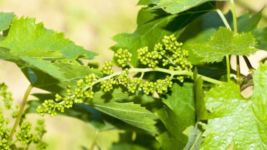 Bayer savjeti za vinogradare 23.-29.5.2016.