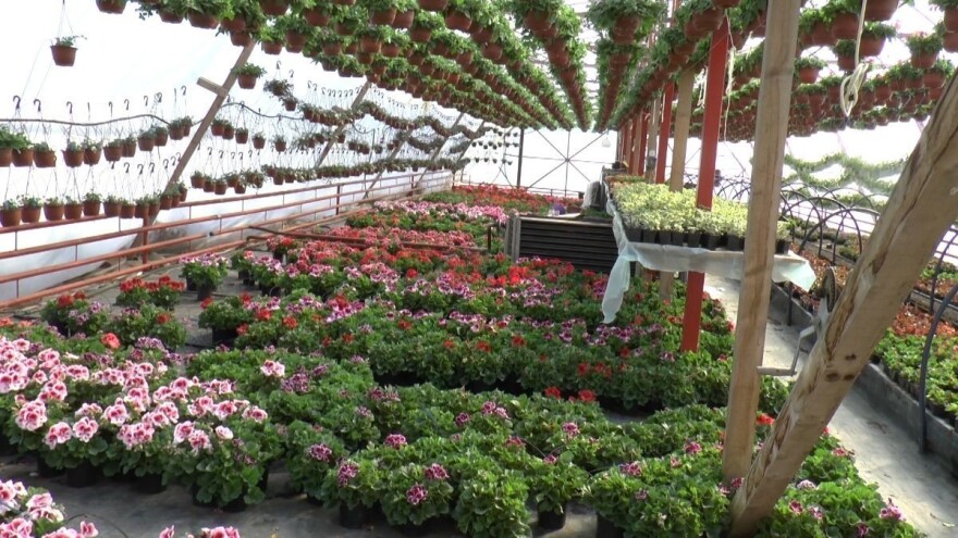 Prodaja cveća najbolja pred vikend - produžen policijski čas?