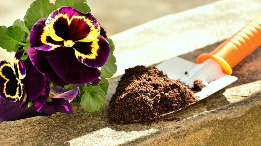 Cvetni vrt za samo 200 dinara