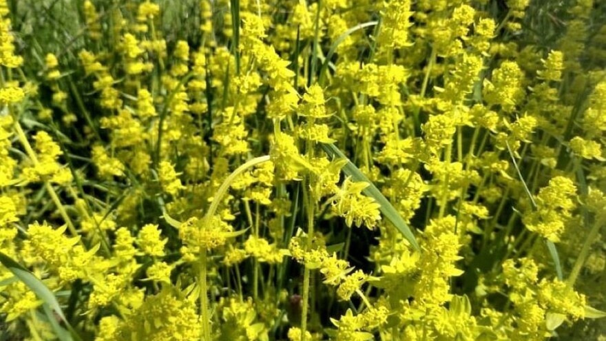 Za uzgajivače ljekovitog  bilja, uskoro besplatan Priručnik o sakupljanju bilja