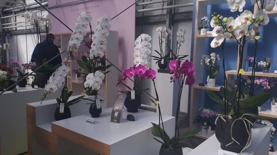 Martina i Danijel Vukoja: Nizozemski uzgoj cvijeća je kao u SF filmovima