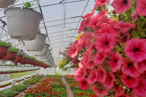 Glišići proizvode više od 100.000 biljaka u sezoni, petunije i muškatle dominiraju