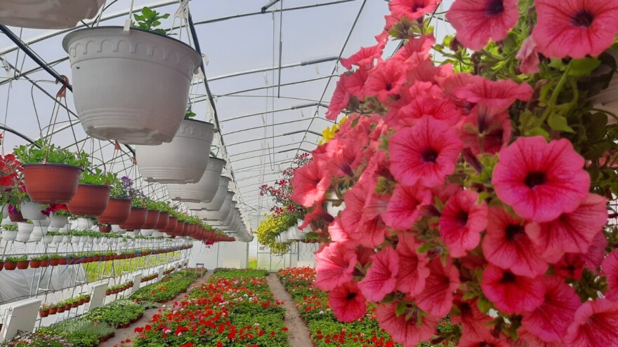 Glišići proizvode više od 100.000 biljaka u sezoni, petunije i muškatle dominiraju