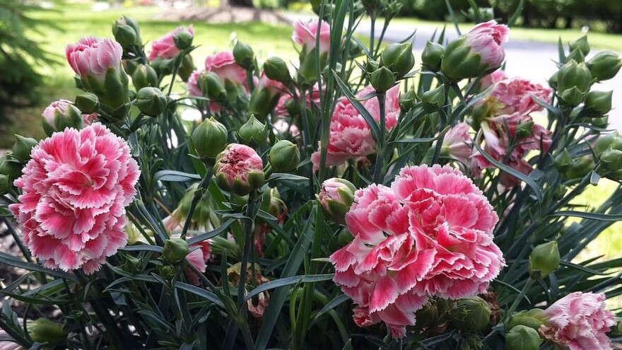 Prirodni klima uređaj - višegodišnje biljke snižavaju temperaturu u baštama i parkovima?