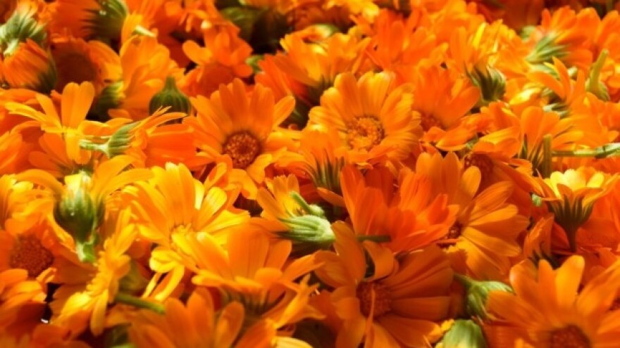 Neven: lekovita i isplativa kultura