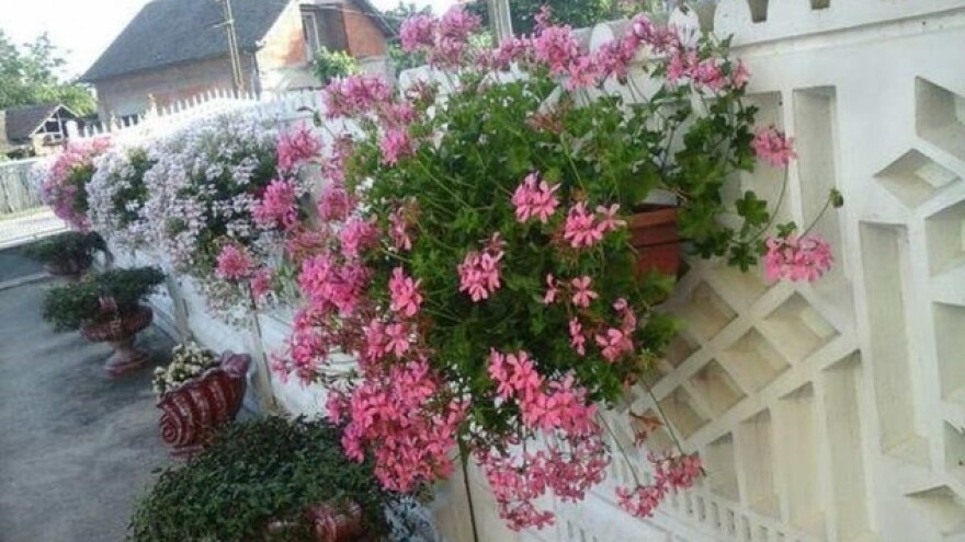 Cvetni raj u Lozoviku