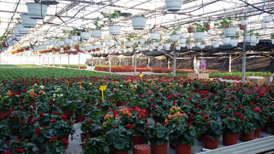 Cvećarstvo Srbije ima veliki potencijal - neophodno udruživanje proizvođača
