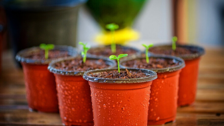 Gljivične bolesti cveća u zatvorenom prostoru