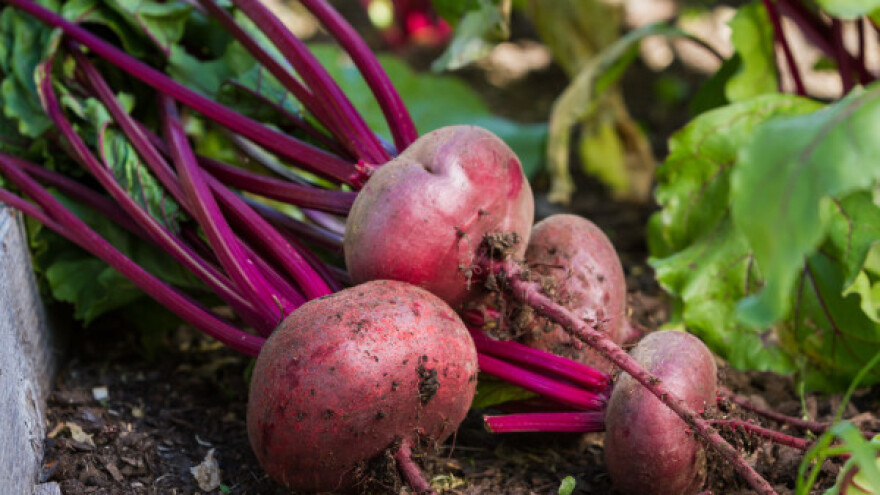 Zašto je cvekla najljekovitija povrtlarska kultura?