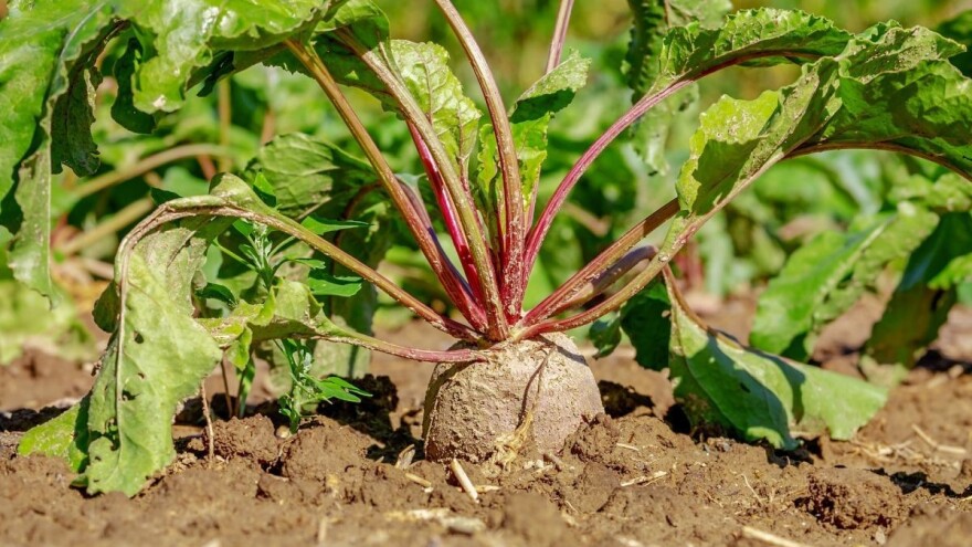 Šta je potrebno za uspješnu proizvodnju cvekle?