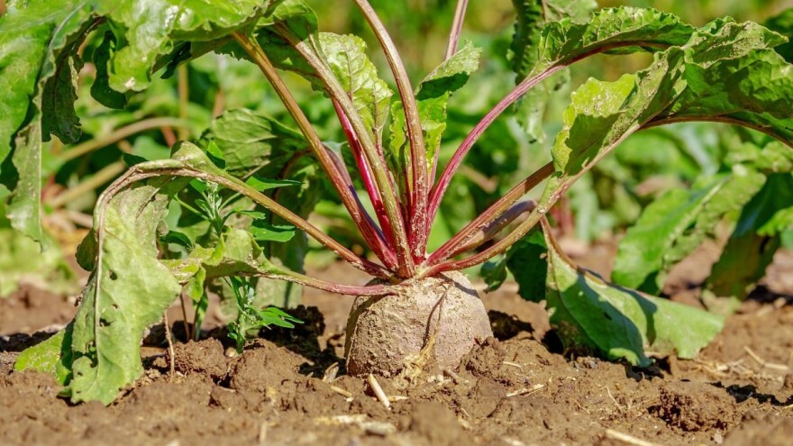 Šta je potrebno za uspešnu proizvodnju cvekle?