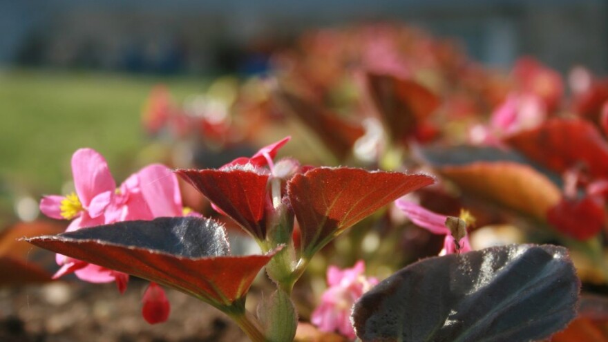 Biodiverzitet koji je ključan za našu hranu i poljoprivredu, nestaje iz dana u dan