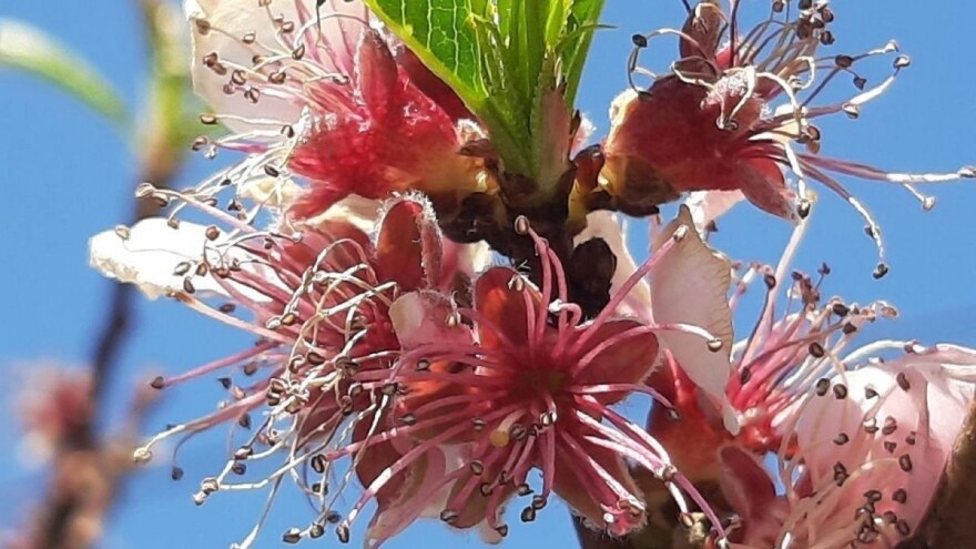 Ove godine rodnost voća upitna?