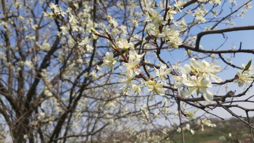 Zaštita voća nakon mraza - skidanjem zaraženih grančica