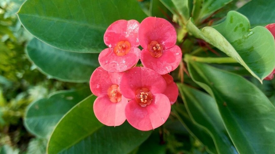 Kristov trn - cvijet dugotrajne cvatnje i skromnih zahtjeva