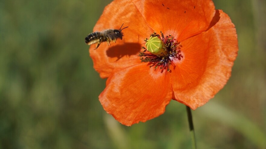 Pomažu pčelama: Podelili porodicama kuglice sa divljim cvećem