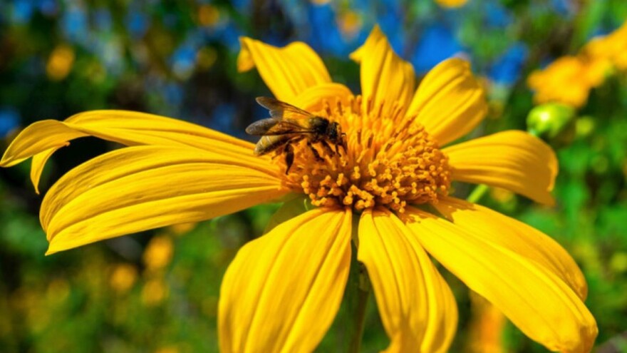 Pet vrsta cveća koje privlači korisne insekte u vašu baštu