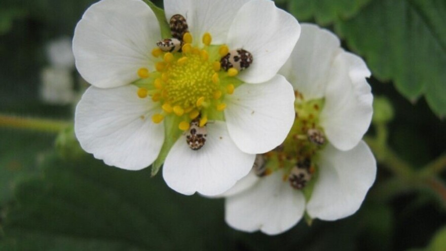 Na cvetovima jagoda pojavila se štetočina Anthrenus pimpinellae - kako je suzbiti
