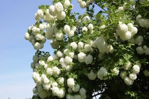 Najlepše cvetne ograde sa Viburnum vrstama
