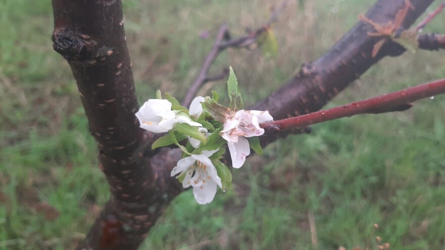 Cveta trešnja kad joj vreme nije. Šta to znači u narodnom verovanju?