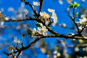 Za hemijsko proređivanje cvetova i plodova važan je pravi momenat