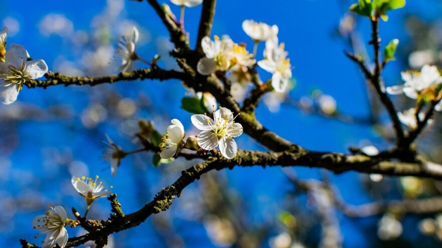 Za hemijsko proređivanje cvetova i plodova važan je pravi momenat