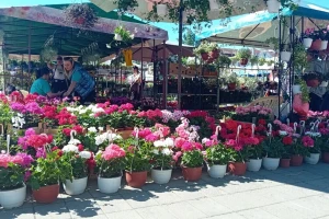 Sajam cveća u Somboru  od 23. do 26. aprila