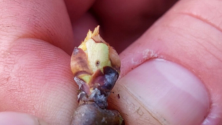 Kruškin cvjetojed javlja se s jeseni. Sada primijenite mjere zaštite