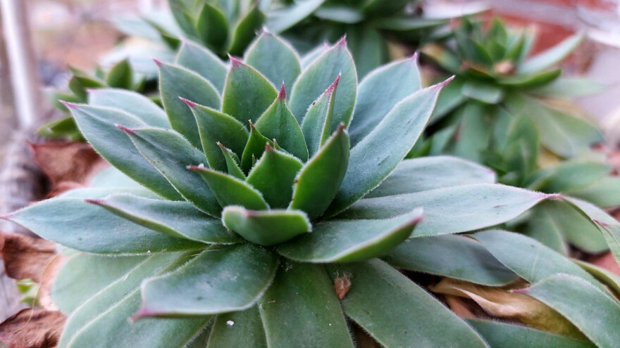 Kako sukulenti podnose niske, zimske temperature?