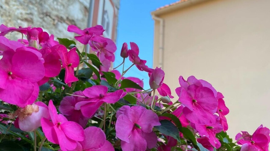 Festival cvijeća u Svetom Filipu i Jakovu