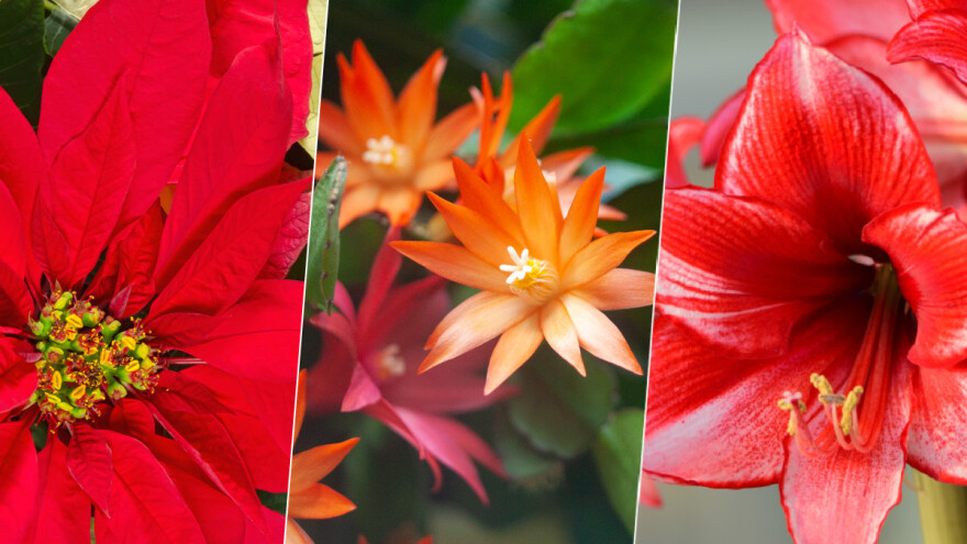 Evo tri zimske cvjetnice koje će ukrasiti svaki dom