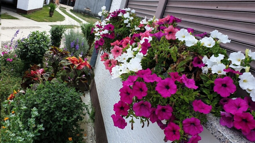 I cvijeće treba redovnu prihranu za bujan rast i intenzivne boje