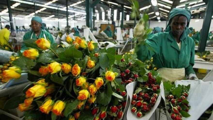 Kenija - najbrže rastuća industrija cvijeća?