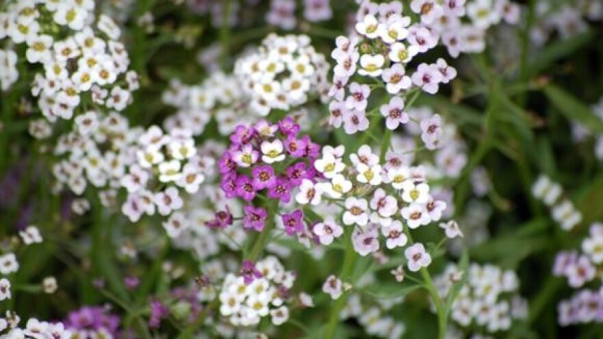 Strategija održivog razvitka RH