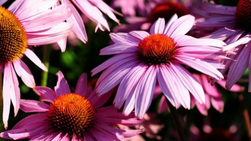 Praznik cvijeća u Splitu