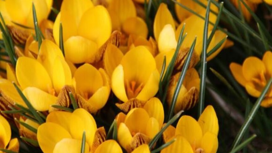 6. Izložba cvijeća Zagrebačke županije