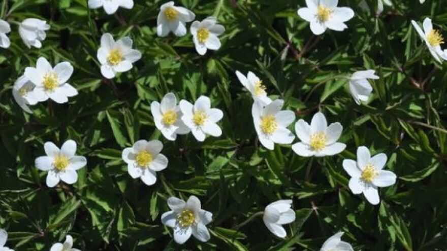 Završena 6. izložba cvijeća Zagrebačke županije