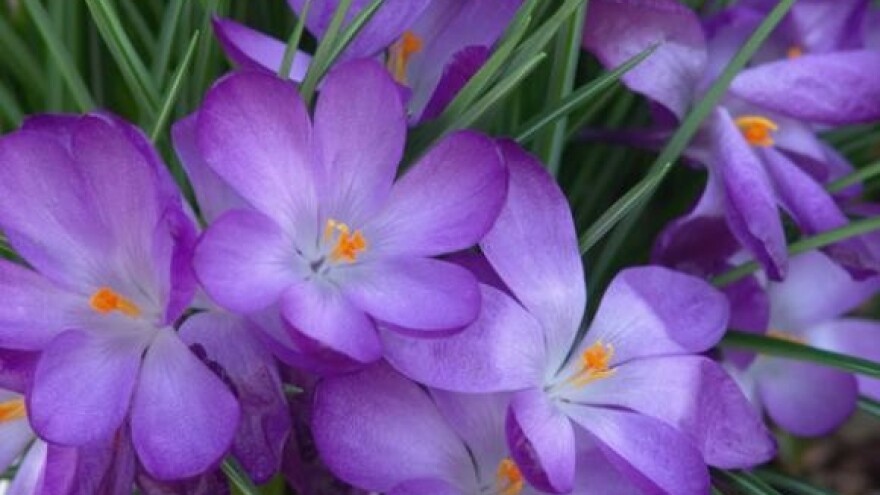 Samouki proizvođač ukrasnog bilja