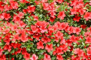 Gosti Flora Festa uljepšali Slavonski Brod