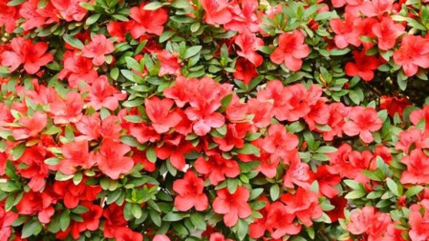 Gosti Flora Festa uljepšali Slavonski Brod