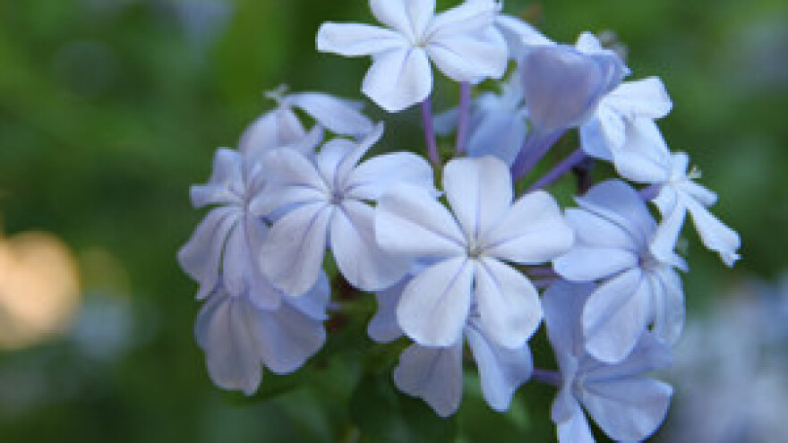 Održana Godišnja skupština cvjećara ludbreške regije