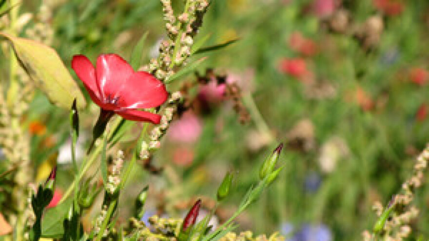 Ekoimanje Mavrović povuklo 670.000 kuna iz SAPARD-a